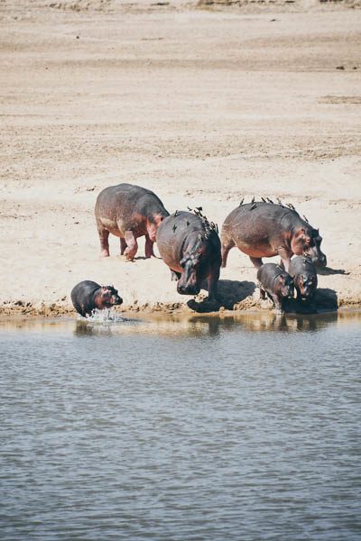 Hippos, Safari, Zambia